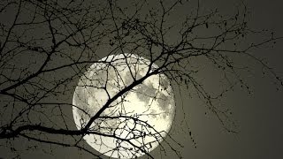 Silent Moon 宁月 by Jia Peng Fang [upl. by Atinaej]