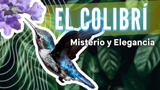 ATENCIÓN Las 10 ÚLTIMAS CURIOSIDADES del COLIBRÍ descubiertas recientemente [upl. by Anuat]