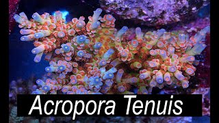 The Easiest Acropora  Acropora Tenuis [upl. by Aerehs501]