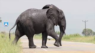 Big Bull Tusker crossing road in Queen Elizabeth National Park Uganda [upl. by Glynias]