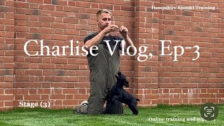 Training my working cocker spaniel puppy training VlogEp 3 gundog training tips tricks [upl. by Dnalevelc]