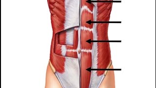 6MRECTUS ABDOMINISLINKS [upl. by Archambault]