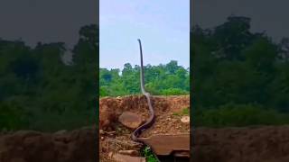 black mamba snake Facts That Will Surprise You snake blackmamba snakevideo viral [upl. by Aeslek]