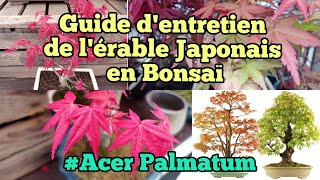 Une Guide dentretien de l’érable Japonais en Bonsaï  bonsaï dextérieur [upl. by Zsolway]