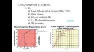 Respiratory System  Physiology  Part 1 [upl. by Ylrrad]