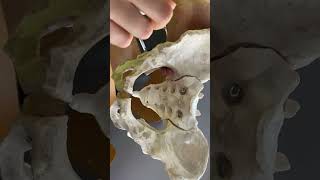 Demonstrate the landmarks and diameters of fetal skull amp female pelvis [upl. by Yregerg]