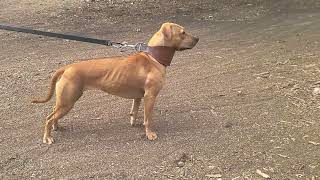 Saxon The American Pitbull Terrrier by Tom Garner confirmation Apbt Redboy Cottingham bloodline [upl. by Nelrah681]