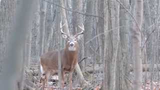 cerf de virginie période du rut part 5 longueuil [upl. by Elka231]