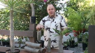 How to cut your Pachypodium Madagascar Palm Tree [upl. by Lister]