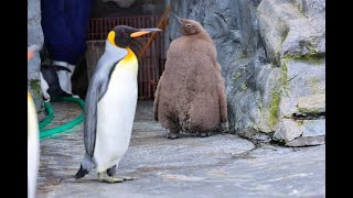 JG8K HDR 北海道 旭山動物園 2021 かわいいペンギンの赤ちゃんなどHokkaidoAsahiyama ZooCute Penguin Chic Etc [upl. by Gifford815]