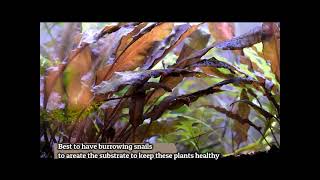 Red Aquarium Plant  Cryptocoryne undulata [upl. by Keenan]