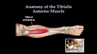 Anatomy Of The Tibialis Anterior Muscle  Everything You Need To Know  Dr Nabil Ebraheim [upl. by Zahavi]