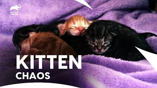 10 Minutes of Adorable Kittens🥰 Maine Coons Singapura Calico and More  Too Cute  Animal Planet [upl. by Atilehs]