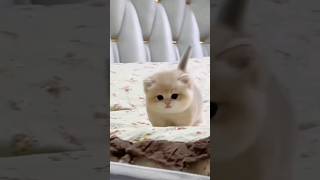 Cute baby kitten sound ❤️ shorts [upl. by Enilatan634]