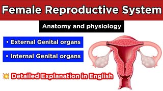 Female Reproductive System  Anatomy and Physiology  Human Reproduction  Biology [upl. by Enyleve803]