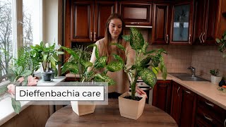 Dieffenbachia Plant Care Guide  Dumb Cane Care [upl. by Galven]