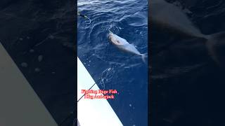 Huge Amberjack on jigging fishing viralshort [upl. by Naawaj106]