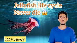 Jellyfish life cycle never end how is possible explain by Arsalan73  jellyfish [upl. by Aicnelev941]