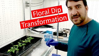 Transforming Arabidopsis by Agrobacterium floral dip [upl. by Rramo]