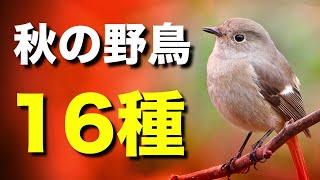 秋に見られる美しい野鳥たちを解説します！【初心者向け・鳴き声付き】 [upl. by Nivlac]