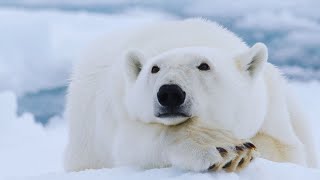 Polar Bears Hypercarnivores of the Arctic Circle [upl. by Breed]