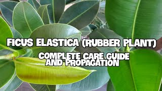 How To Care For Ficus Elastica  Complete Care Guide Propagation and Potting [upl. by Pressey]