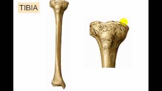 Osteologia de miembro inferior 6 [upl. by Sessler]