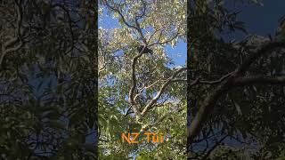 Tūī Spotted in Waikanae Tree shorts [upl. by Yetak]