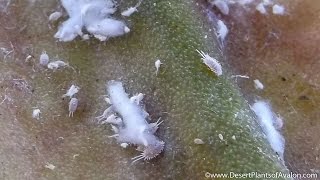 Mealybug infestation on my Cactus Plant [upl. by Ellenahc]