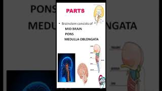 TIPS 5 BRAINSTEM  ANATOMY LOCATION PARTS  NUCLEUS amp FUNCTION [upl. by Nylac]