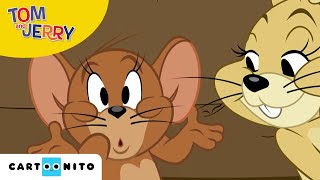 Tom amp Jerry  Jerry kæreste  Cartoonito  Tegnefilm for børn [upl. by Amis]