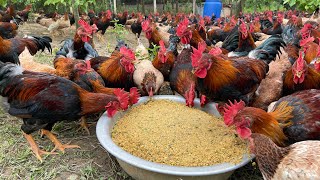 The process of raising native chickens from 1 day old to adulthood  chicken farm [upl. by Khano]