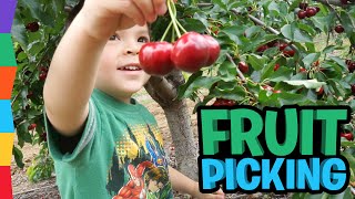 Fruit Picking Family Fun  How to Choose Fruit  Family Adventure by ToyRap [upl. by Idaline]