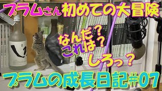 Bushbaby Plums Growth Diary ショウガラゴ プラムの成長日記07 [upl. by Ttenyl]