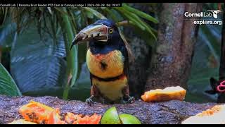 Collared Aracari 06 19 01 9 28 24 [upl. by Noirod]