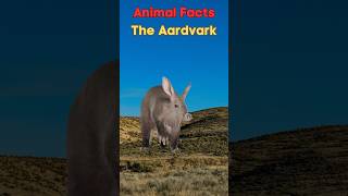 Animal Facts  The Aardvark Africas Unusual InsectEating Marvel [upl. by Aseneg]