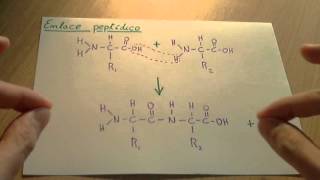 Enlace peptídico  Biología proteinas [upl. by Aneehsak47]