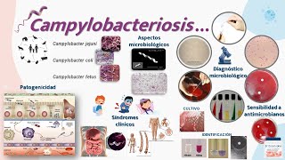 Campylobacter [upl. by Orme]