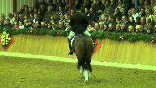 Dioptas amp Heilo Klausing  Vechta 2012  Stallion Show Kathmann [upl. by Evangelina]