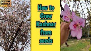 How to grow kachnar from seeds easily  kachnar part2 Beautiful native tree of India [upl. by Feriga]