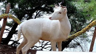 Die seltenen weissen Hirsche von Cres Albino Damhirsch in Kroatien [upl. by Pandich910]