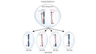 USMLE Step 1 Linkage Disequilibrium [upl. by Zusman]