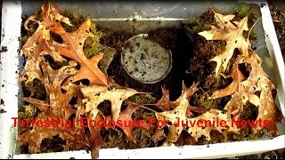 How To Setup  Terrestrial Juvenile NewtSalamander Enclosure [upl. by Allecsirp]