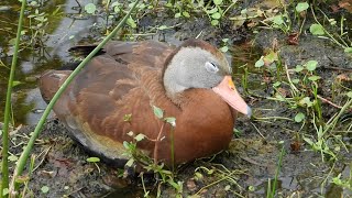 Blackbellied Whistling Ducks Take a Mud Nap at Wakodahatchee Wetlands in South Florida [upl. by Divadnhoj]