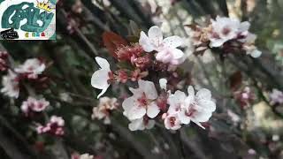 CIRUELO CEREZO Prunus cerasifera LO QUE DEBES SABER [upl. by Anilos243]