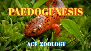 PAEDOGENESIS  Acf Zoology  Zoology Classes  MSc Zoology  UPSCZOOLOGY  Bsc Zoology  NEETZOOLOGY [upl. by Nirahs]