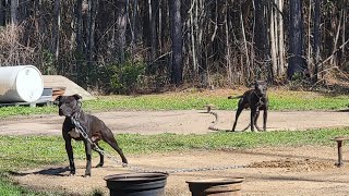 THOMPSONS KENNEL HOOD WOODS PUP UPDATE thompsonkennelsgmailcom [upl. by Darcie]