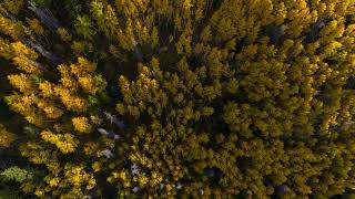 STUNNING Fall Colors in Vail Colorado [upl. by Spector]