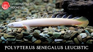 Polypterus senegalus leucistic Ancient fish with UNIQUE morph Leopard Aquatic D007D [upl. by Magill]