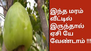 இந்தமரம் வீட்டில் இருந்தால் ஏசி யே வேண்டாம்  Bangladesh Green Water Apple Plant [upl. by Ladnyc332]